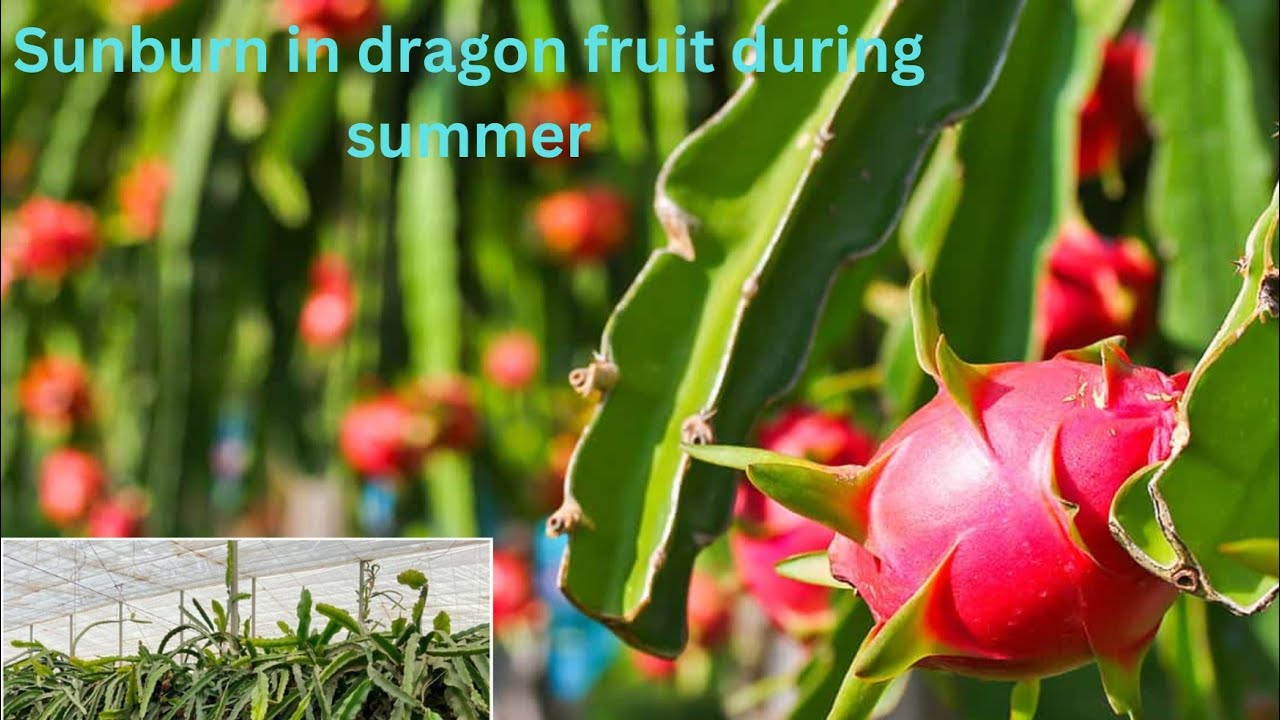Sunburn in Dragonfruit☀️🔥|| Protection from Summer🌞🏖️