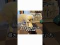 超大型犬に噛み付いた子犬の末路はこちらです...