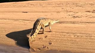 Crocodile Walking