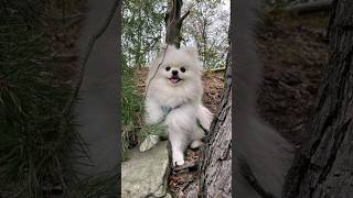 Cute Puppy Pomeranian compilation #dog #cute #dogs