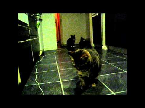 cat animal hospital near me Night time cats