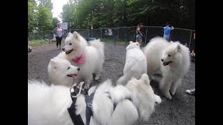 Rencontre samoyèdes, 11 juillet 2021 by Club Samoyède du Québec 14,931 views 2 years ago 3 minutes, 1 second