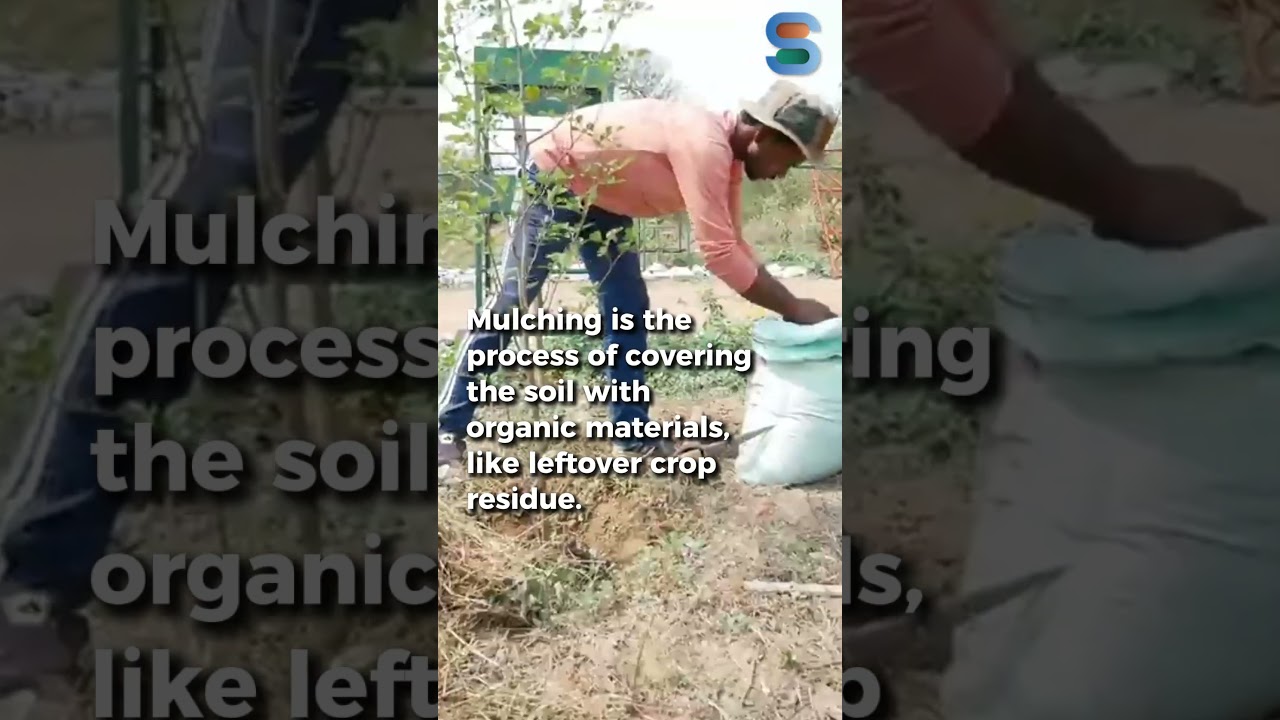 Understanding Mulching A Solution to Stubble Burning  