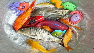 Kem Chanel lái công nông bắt cá trong chum có cá chép, cá vàng, cá trê, con vịt, ếch pacman, cá trôi