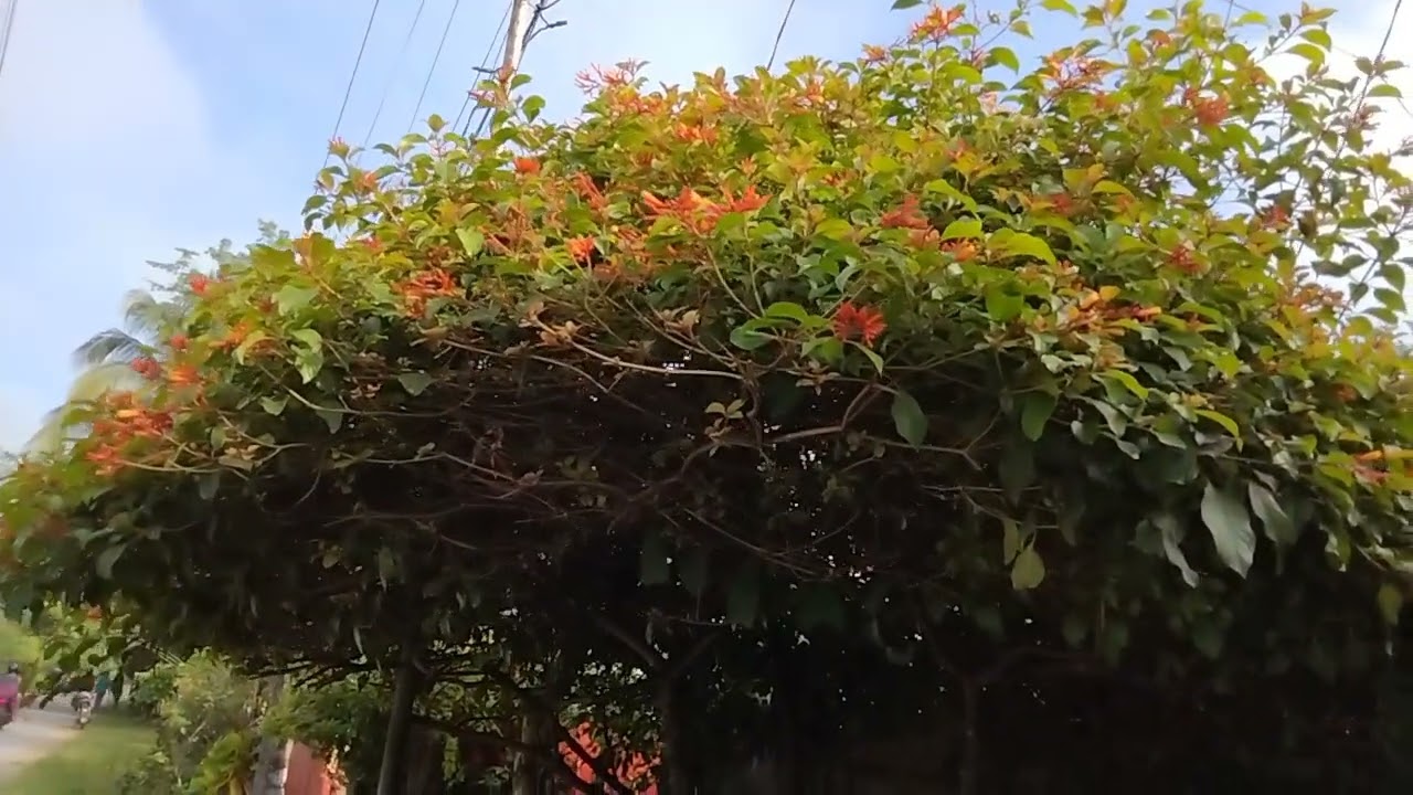 THIS FLOWERING PLANT IS CALLED SCARLET BUSH (Hamelia patens Jacq.)