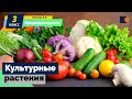 Культурные растения. Природоведение