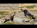 Cabras montesas en celo. Pelea en Gredos ESPECTACULAR