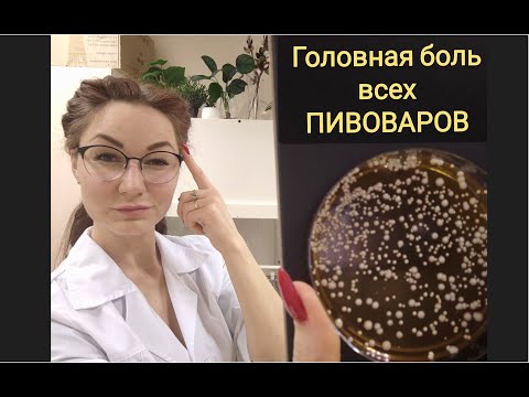 Пивные дрожжи. Почему дрожжи не работают. Почему пиво не получается.
