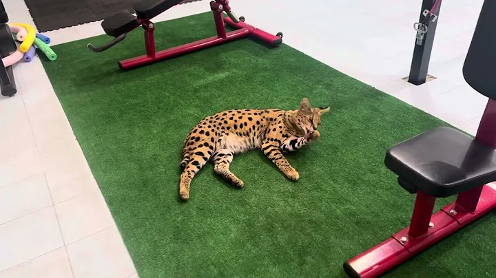 Video 7881411: savannah servalcat, servalcat cat, servalcat savannahcat, savannah cats love, gato savannah