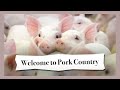 "Welcome to Pork Country" | A Documentary About Danish Pig Farmers