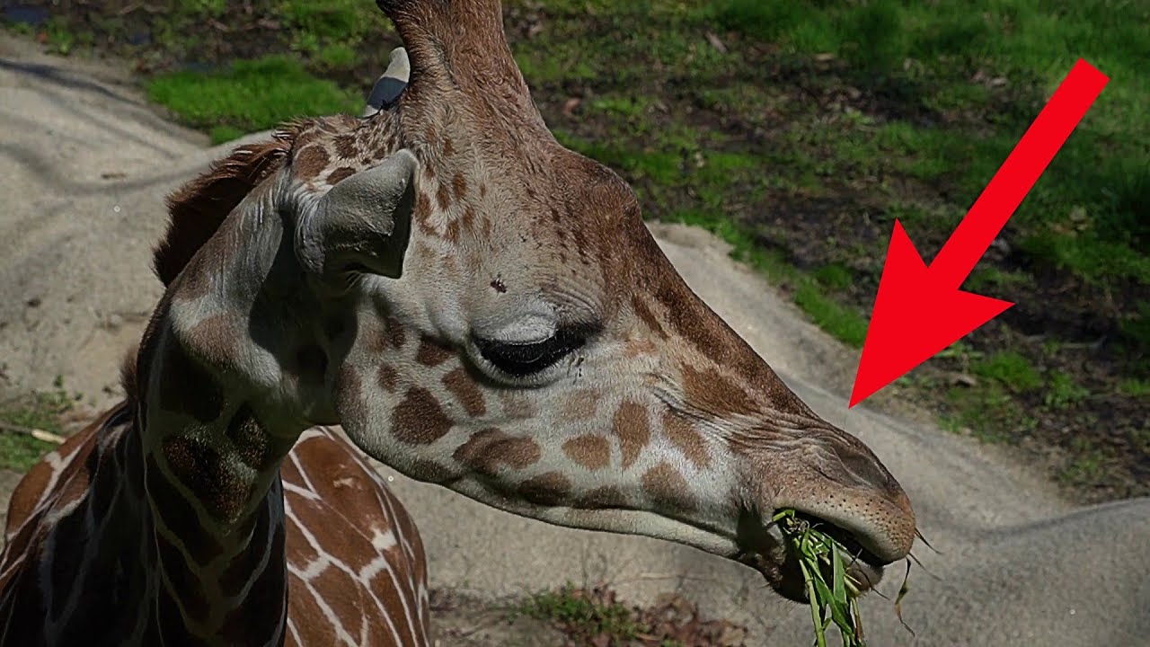 How Do Giraffe Eating Food Long Neck Animal YouTube