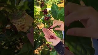 From Cherry to Coffee Bean: The Amazing Journey Net Worth