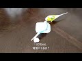 ドリブルしながら近づくお調子者インコ。途中からやってきて結局キウイを独り占めする。