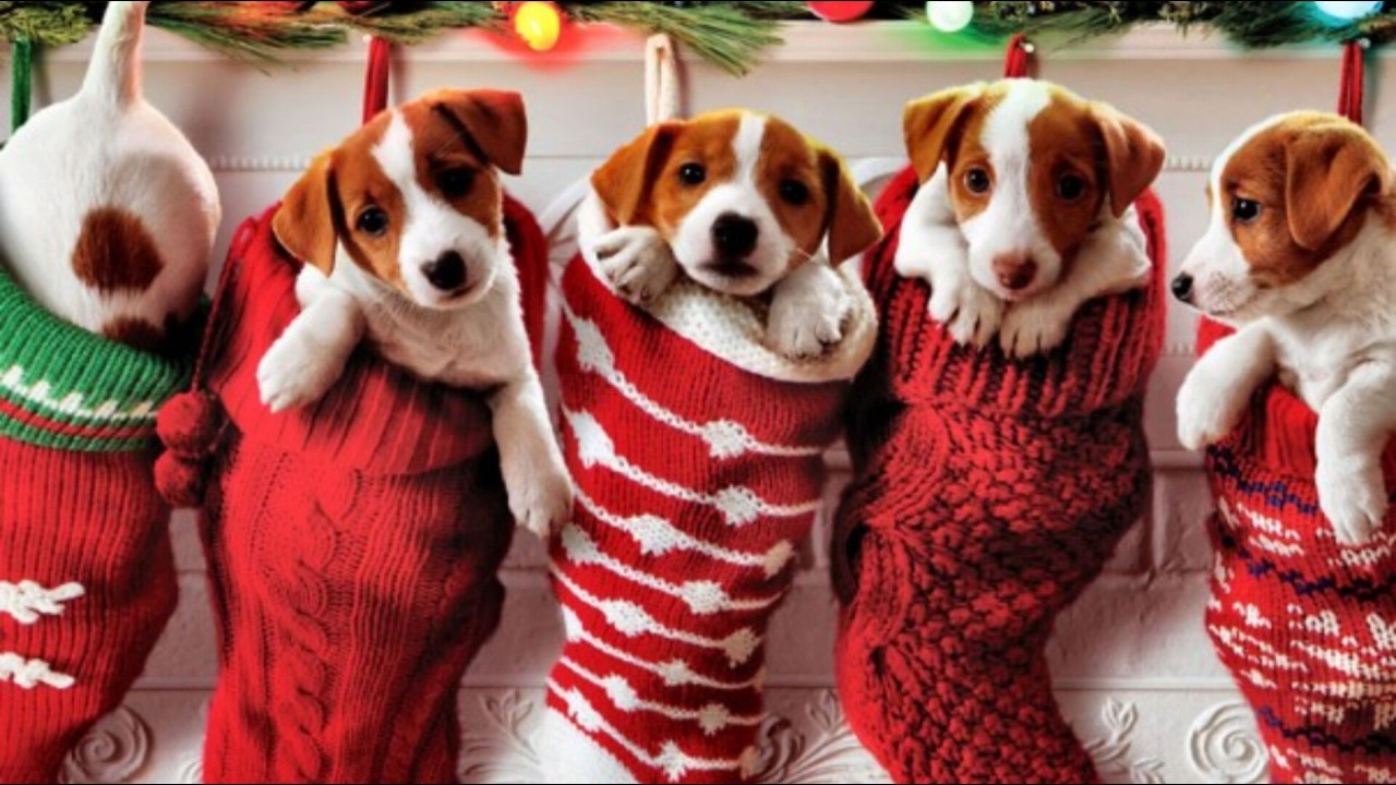Смешные рождественские видео с животными. Попробуй не засмеяться. Подборка домашних животных.