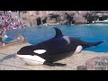 Orca Encounter (weird grouping) Nov.13, 2021 - SeaWorld San Diego