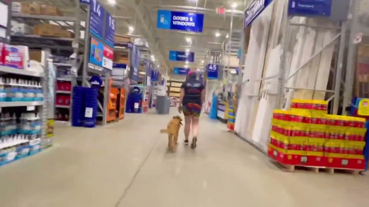 Violet/Malinois-Aussie Mix/2WBT￼