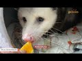 Woman takes in blind opossum who had no one else