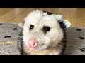 Woman takes in blind opossum who had no one else