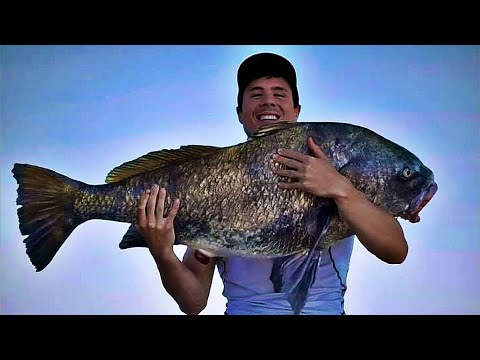 MULTIPLE MONSTER FISH CAUGHT! 2019 TOP 5 SALTWATER FISH CATCHES!