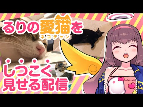 🔴【Vtuber生放送】るりの愛猫を『しつこく』見せる配信【雑談】