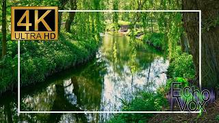 Forest Stream Calm | Slow‑Flowing Water & Gentle Nature Sounds (10 Hours)