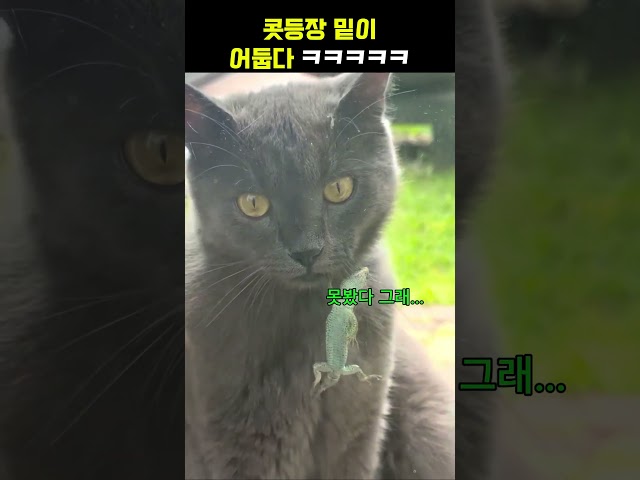 이걸 못찾는다고? ㅋㅋㅋㅋㅋ #더빙 #웃긴더빙 #웃긴영상