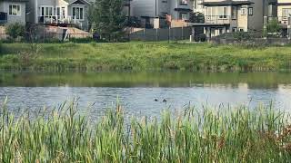 Red-necked Grebe family