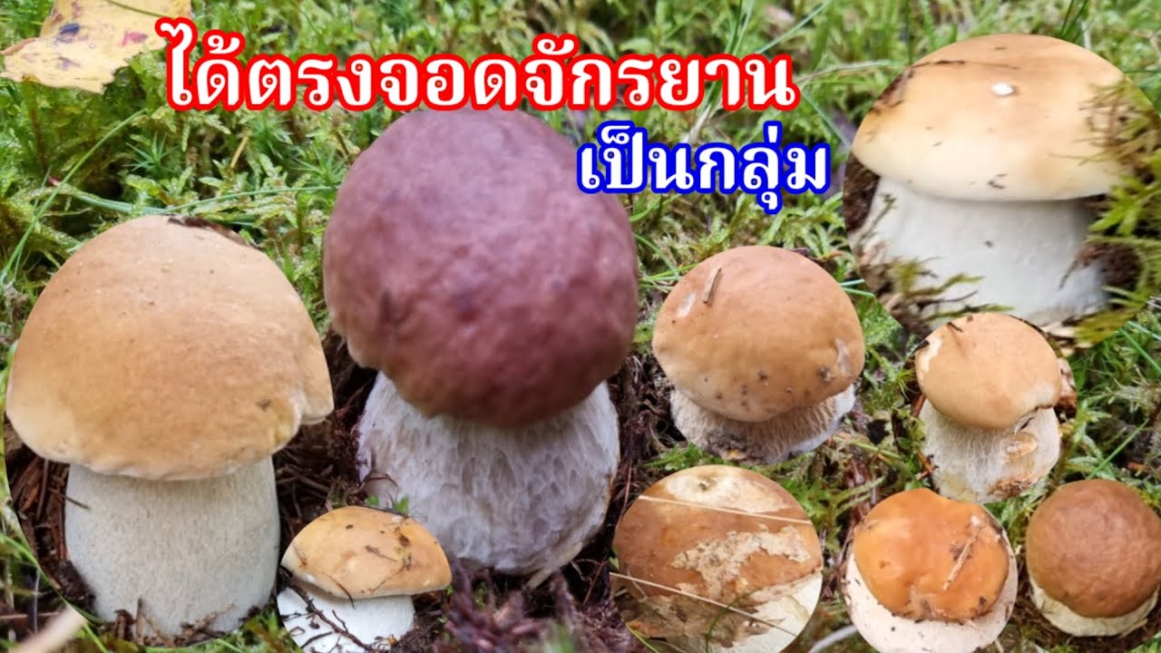 เก็บตกเห็ดผึ้งหวานเจอเป็นกลุ่มเก็บสนุก