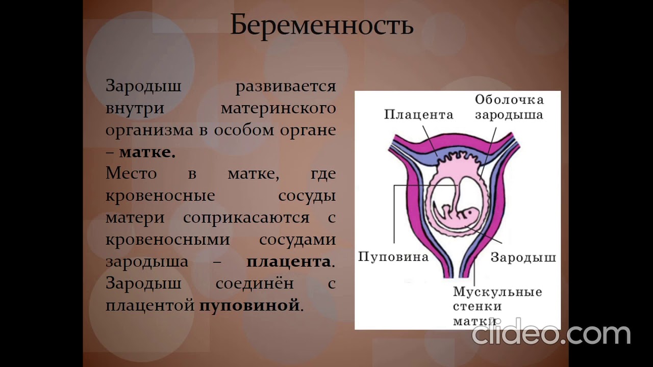 Размножение и развитие млекопитающих - YouTube