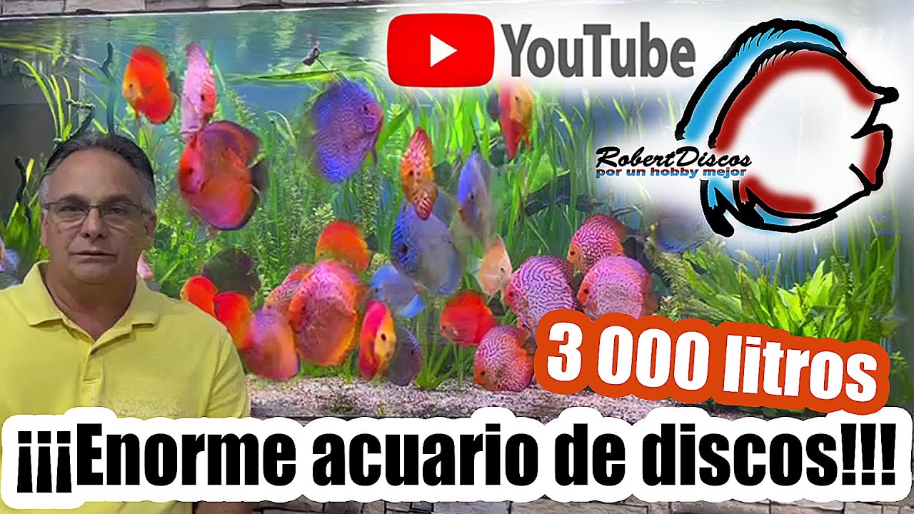 El enorme acuario de peces discos de Roberto Apolo y su cuarto de reproducción.