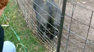 fat pig still walks hard for food