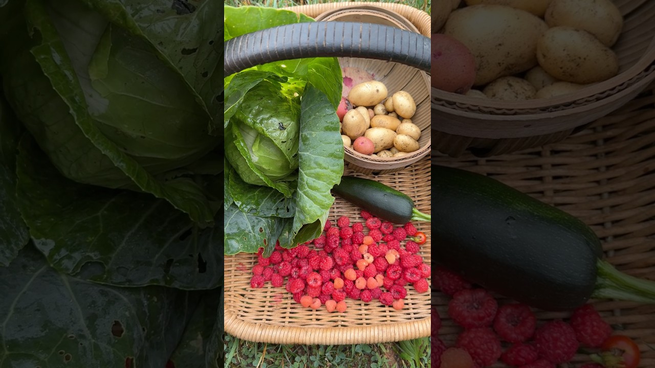 Summer Harvest #harvest #growyourownfood #gardening #garden #backyardgarden #maryland