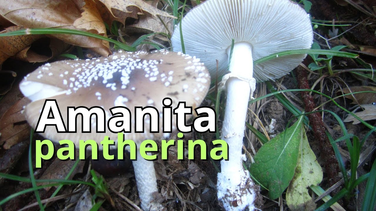 Amanita pantherina | SETA TÓXICA