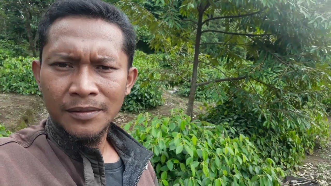KEBUN LADA PERDU (LADA TANPA TAJAR ) LUAR BIASA