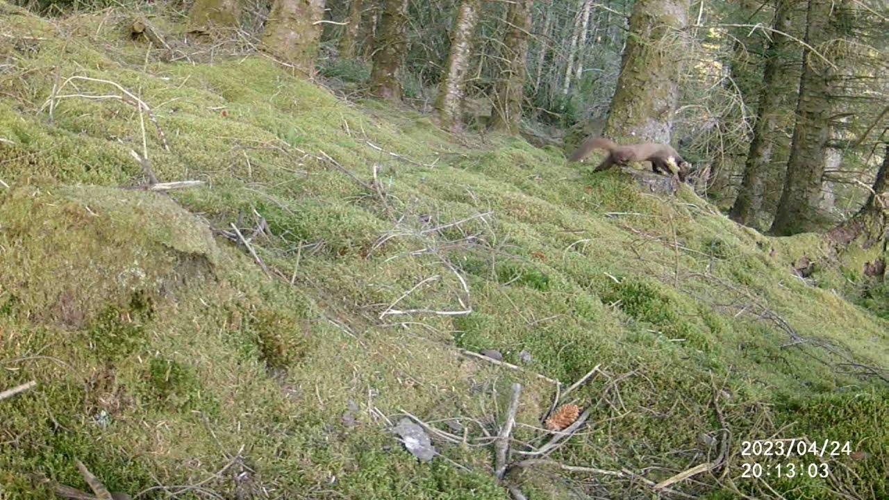 Pine Marten, Lochaline, Morvern, Scotland.