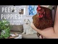 Peeps and Puppies! | Meet the Backyard Chickens & Coop Tour