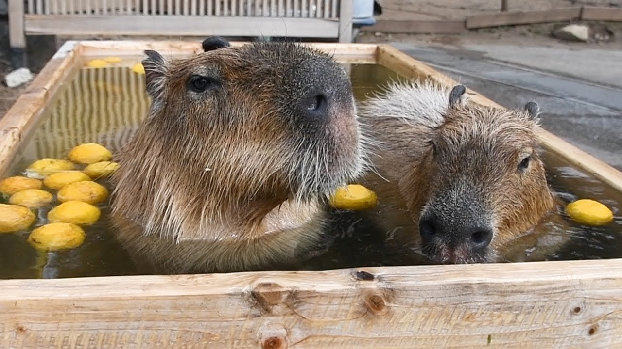 カピバラさま専用 Amazon.co.jp: COLLECTA Collcta カピバラ 7.5cm×3.8cm 88540 : おもちゃ