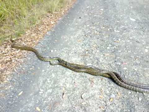 Diamond Python with 3 suitors!