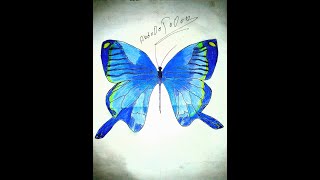 كيف ترسم فراشة  how to draw a butterfly