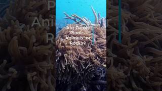 Corals: Animal, Vegetable or Mineral?