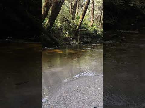 clear river