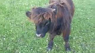 Furry Scottish Highland Calf And Cattle Grazing