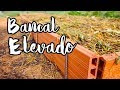 TUS PLANTAS AMARÁN 💚 ESTE BANCAL ELEVADO || CULTIVO ECOLÓGICO