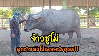 ซูโม่ พ่อพันธุ์ควายสายเพชรอุดร ตำนานที่ยังมีชีวิตประวัติและผลงานถือว่าสุด #ควายงาม #ควายไทย  #มาแรง
