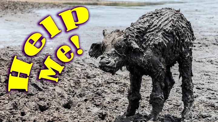 Guide rescues baby buffalo in Tarangire National P...