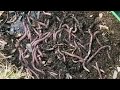 Where can I get composting worms  | A look at the worm bins March 2020 | Neglected worm bin again 😱