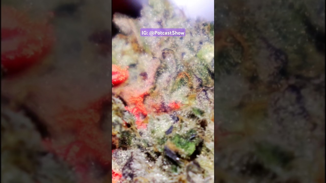 Vice City (H) by Gabriel acquired at Budeez! 