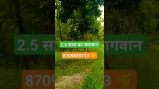 Tissue culture sagwan |सागवान का पौधा 2.5 साल में ग्रोथ farming shivashakti teak shortvideo