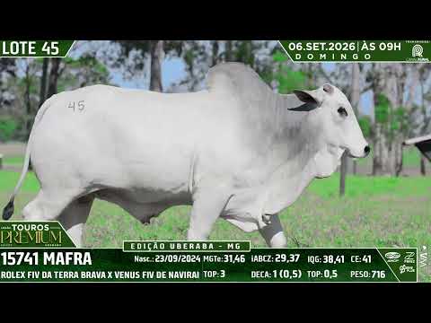 LOTE 45