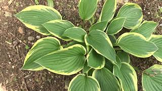 Hosta fortunei ´Aureomarginata´ Hosta Fortunei Aureomarginata From Rewela Hostas Hostas